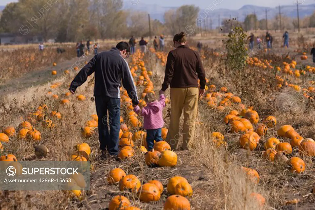 A family walking in a pumpkin patch in Fallon Nevada