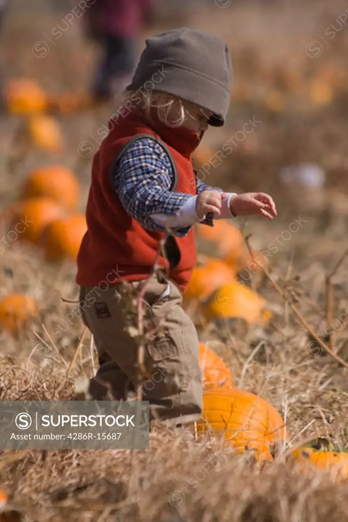A little boy in a pumpkin patch in Fallon Nevada