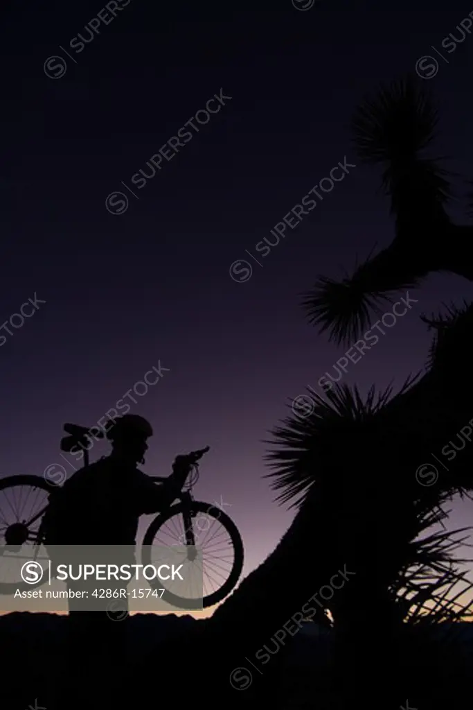 A silhouette of a biker by a Joshua Tree at sunset near Lone Pine in California
