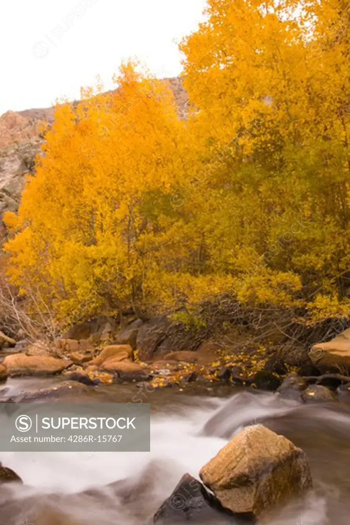 Yellow aspen trees by Bishop Creek with blurry flowing water in California