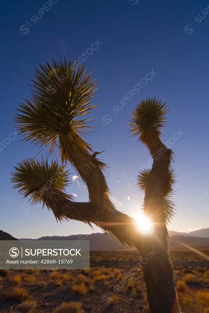 A Joshua Tree at sunset near Lone Pine in California