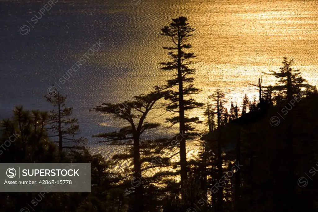 Sugar pines and golden reflections on Lake Tahoe in California