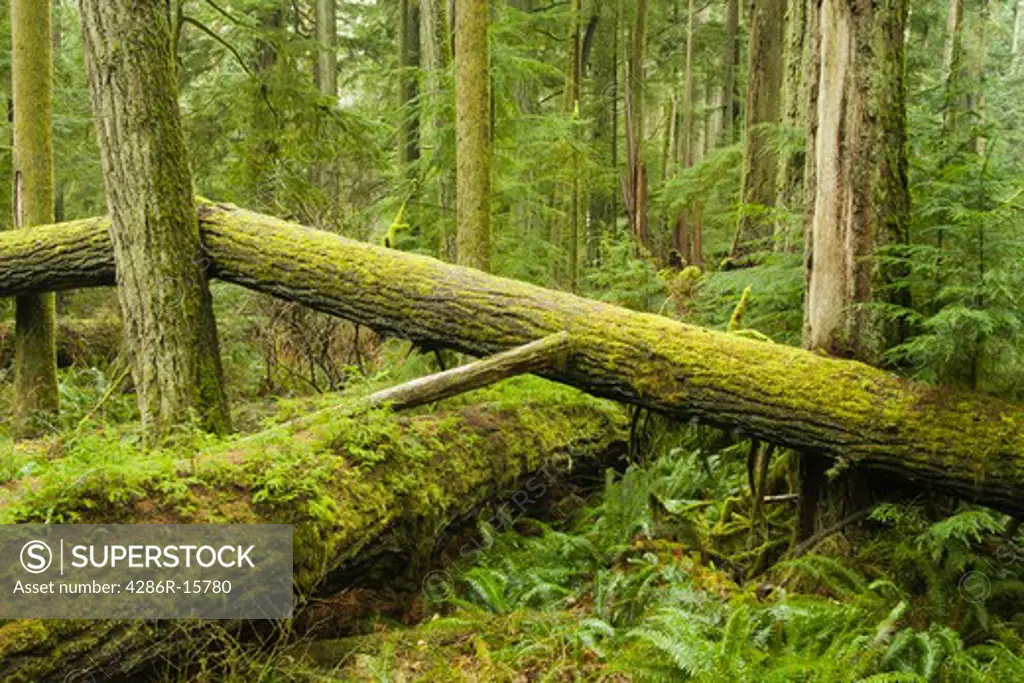 A rainforest on Vancouver Island in British Columbia in Canada