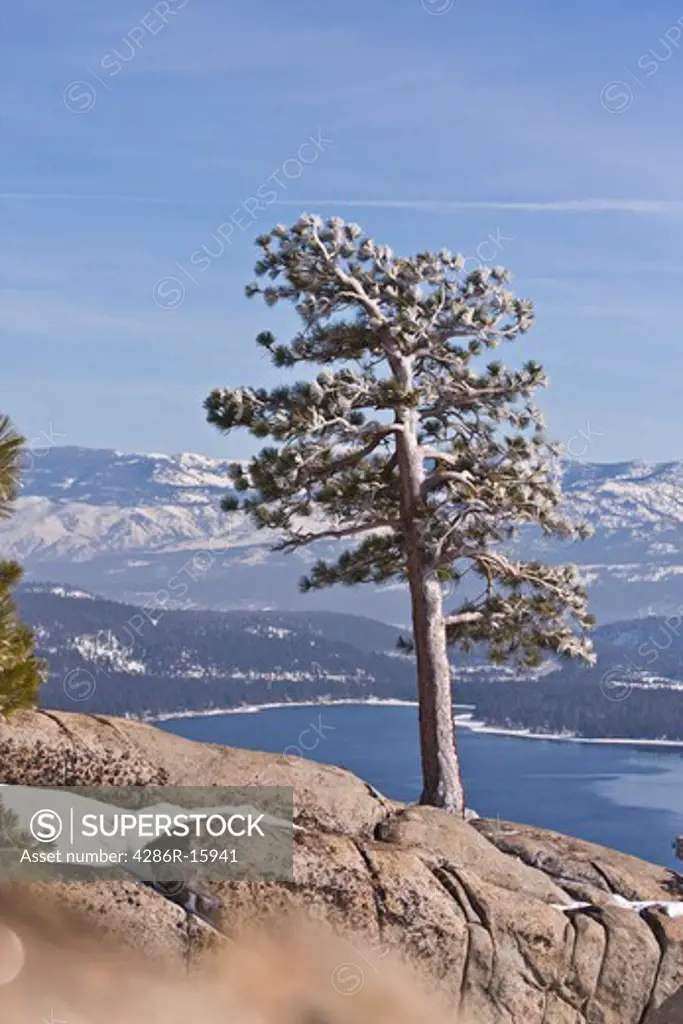 A pine tree covered with ice on an overlook above Donner Lake California in winter