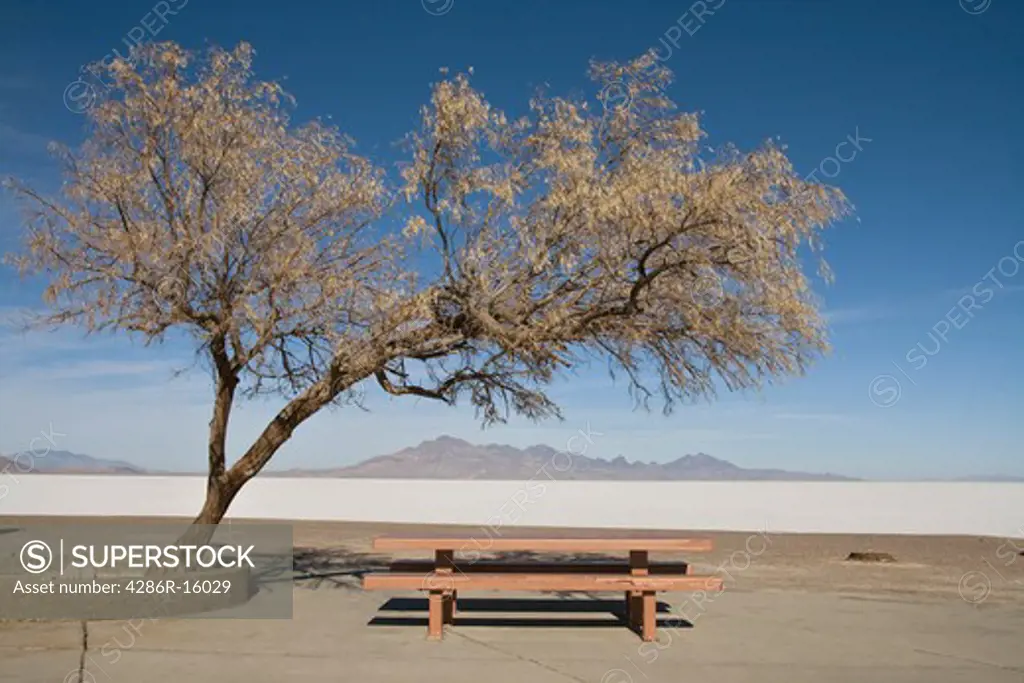 A picnic table and a Mesquite tree at a rest stop on highway I-80 on the Bonneville Salt Flats in Utah