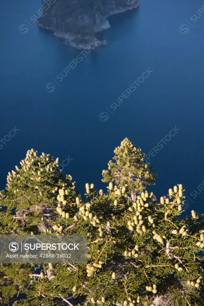 Cones on a Fir tree above Emerald Bay and Wizard Island at Lake Tahoe in California