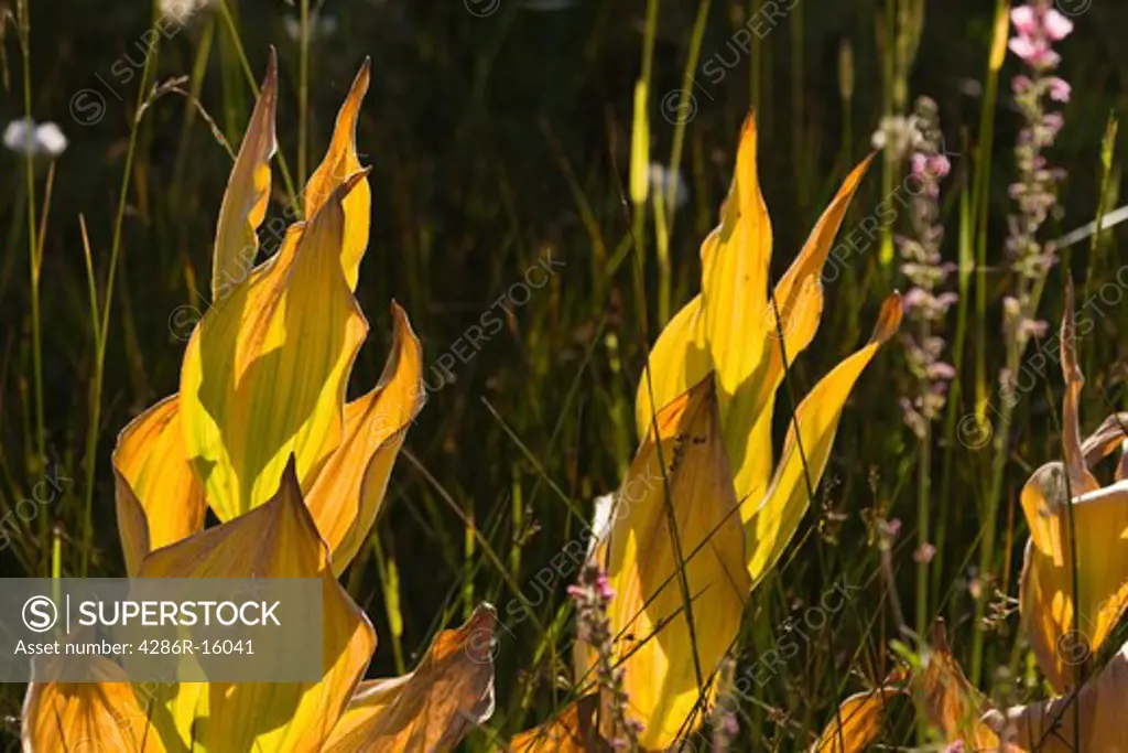 False Hellebore plants dying and turning brown in the fall in a meadow in the Sierra mountains of California