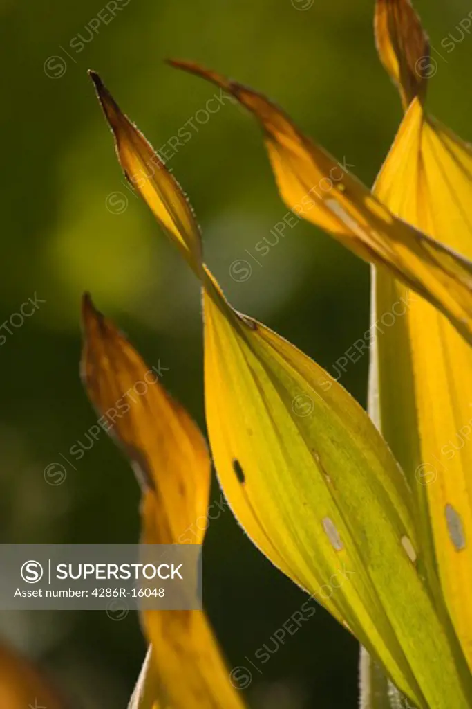 False Hellebore plants dying and turning brown in the fall in a meadow in the Sierra mountains of California