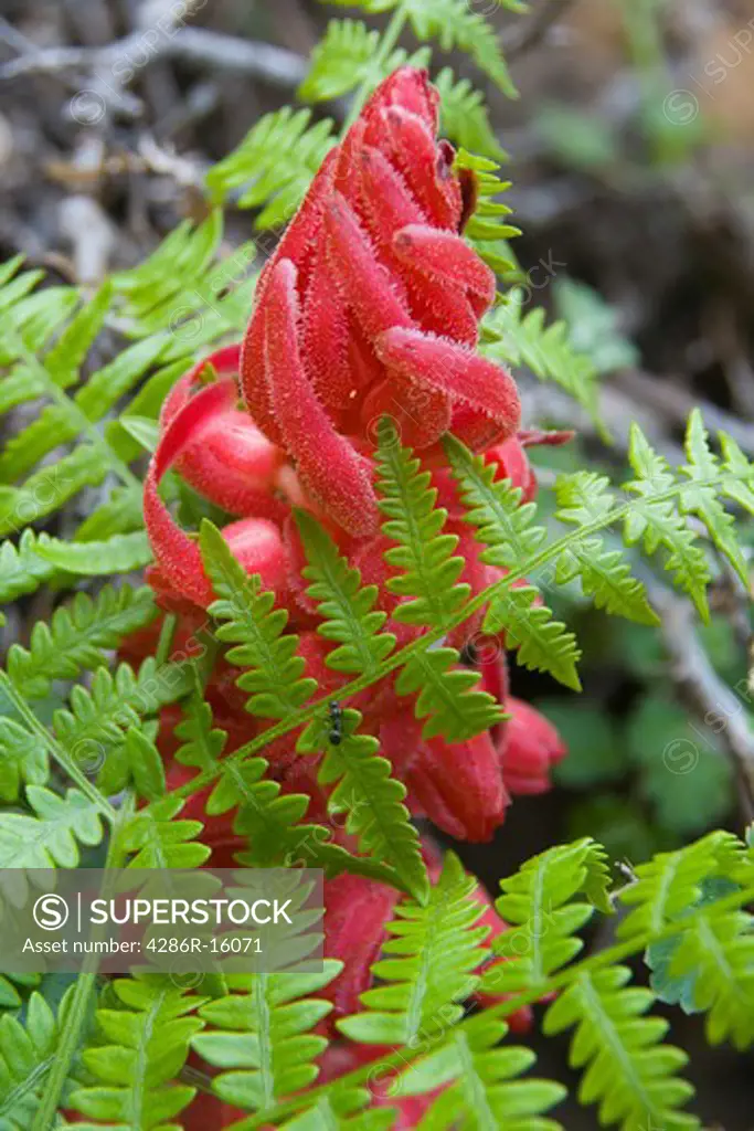 A snowplant growing among ferns in a forest in the Sierra mountains of California