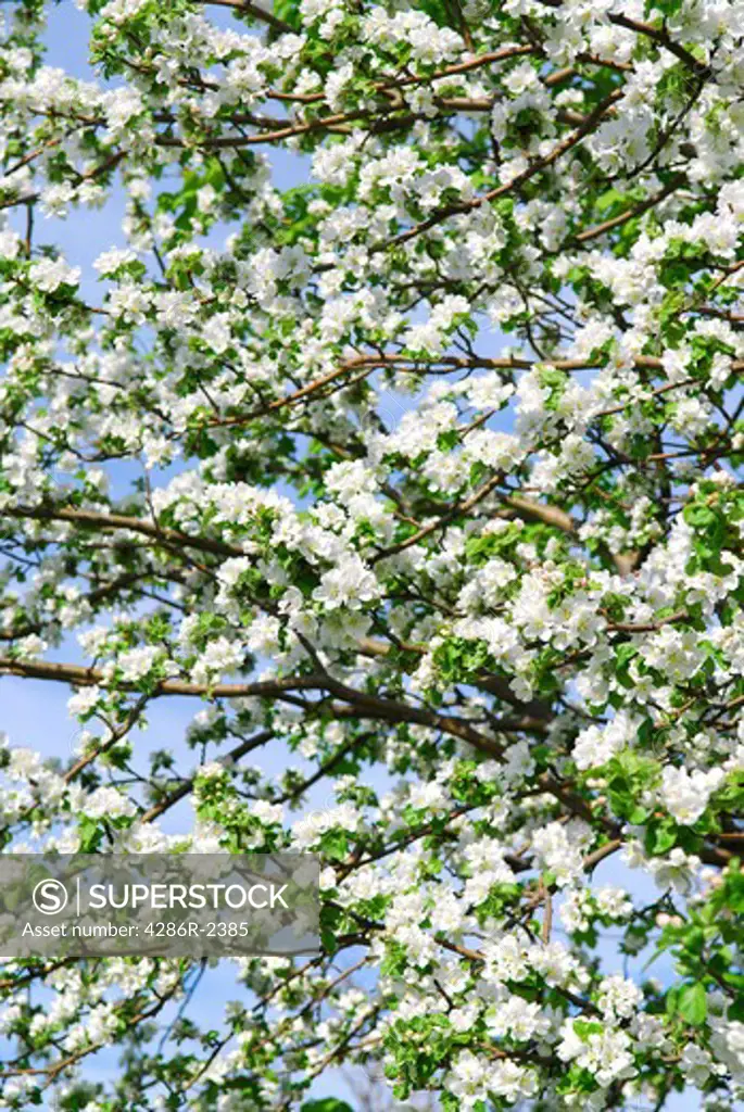 Abundant white blossom of an apple tree in the spring orchard