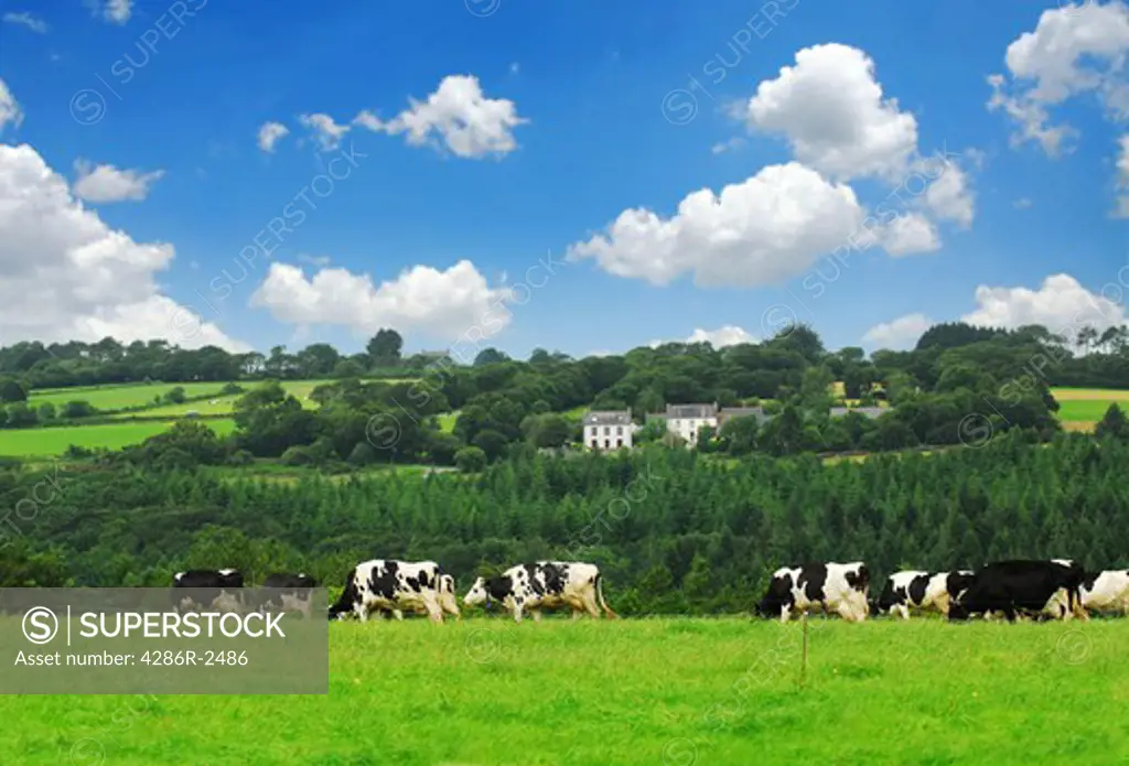 Cows grazing on a green pasture in rural Brittany, France