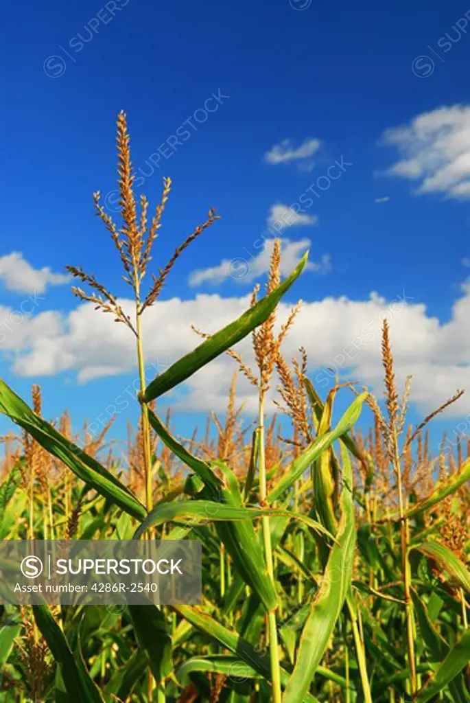 Farm field with growing corn under blue sky.
