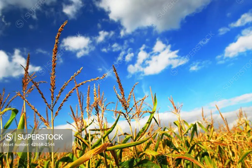 Farm field with growing corn under blue sky