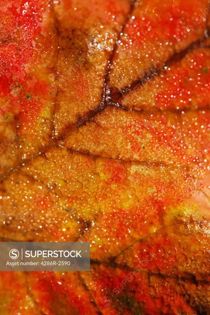 Natural macro background of fall maple leaf with water droplets