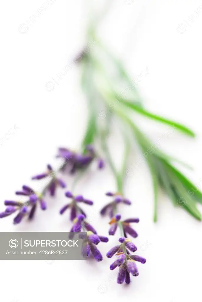 Sprigs of lavender isolated on white background