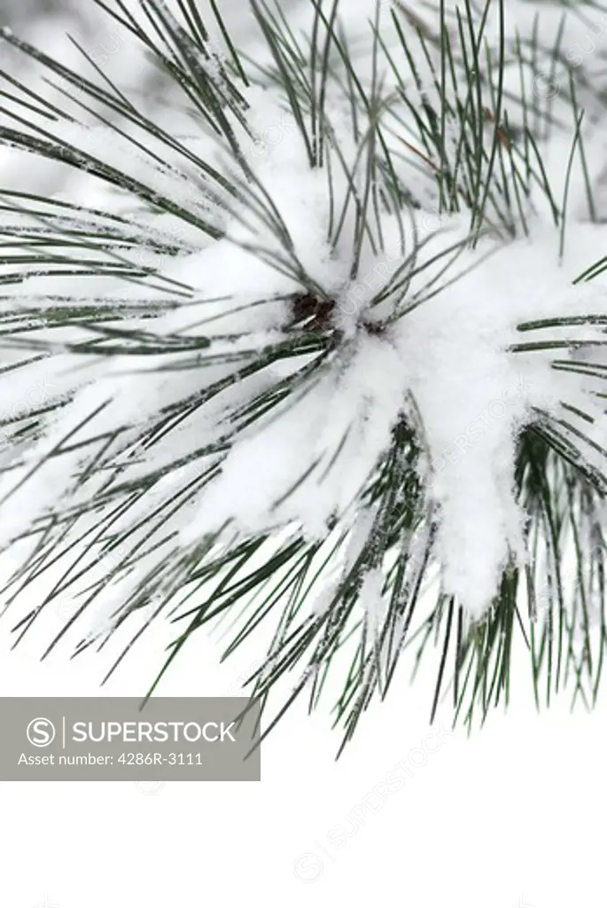 Macro of a pine branch covered with snow, single snowflakes visible at full size