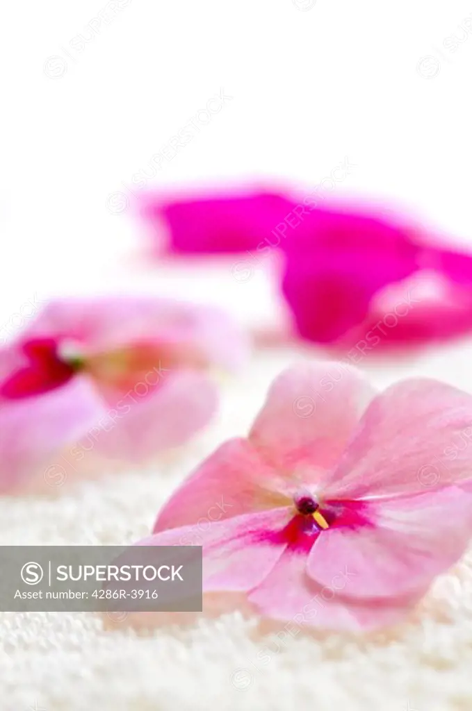 Gentle fresh flower on luxury towel close up