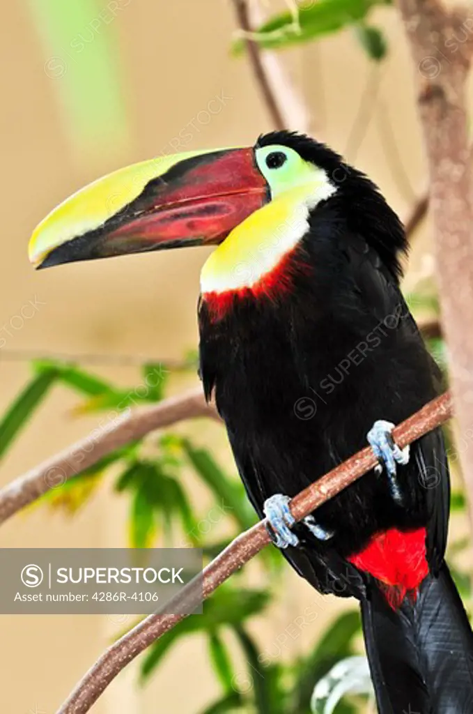 Chestnut mandibled toucan bird perched on branch