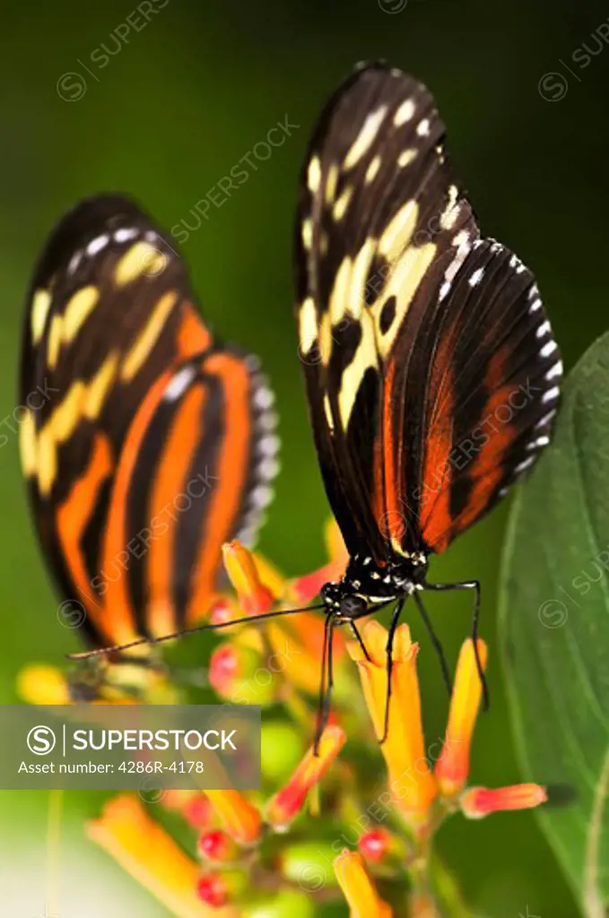 Two large tiger butterflies sitting on a flower