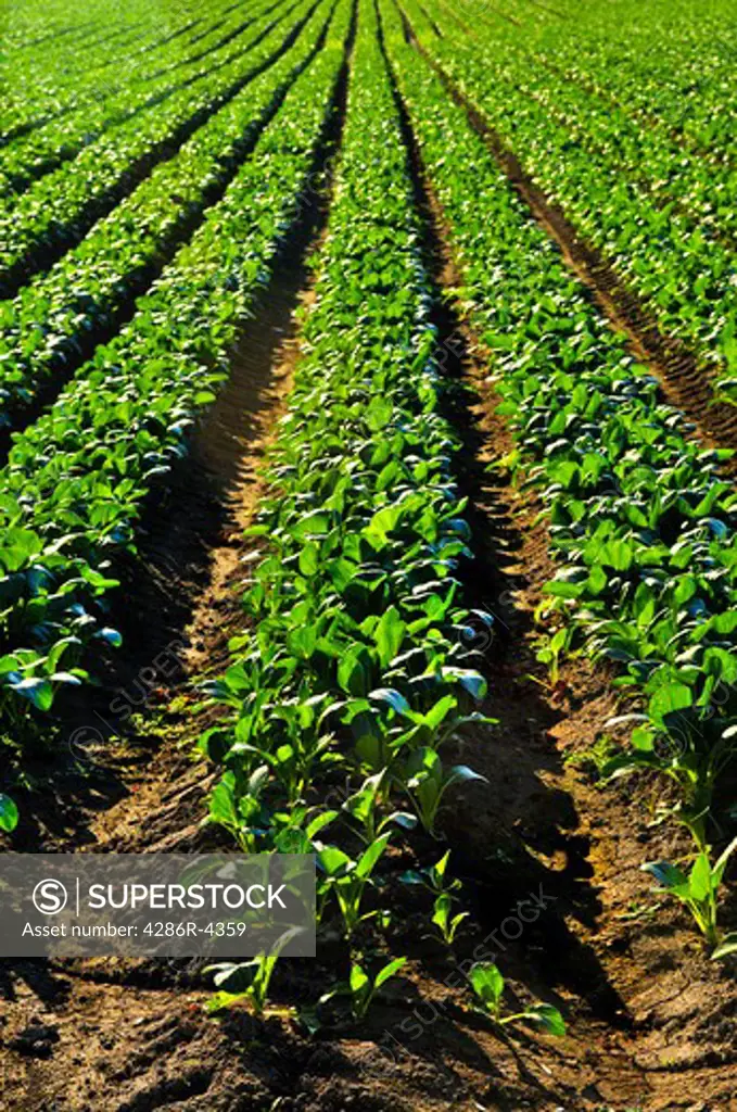 Rows of turnip plants in a cultivated farmers field