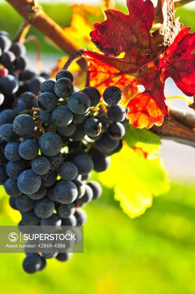 Red grapes growing on vine in bright sunshine