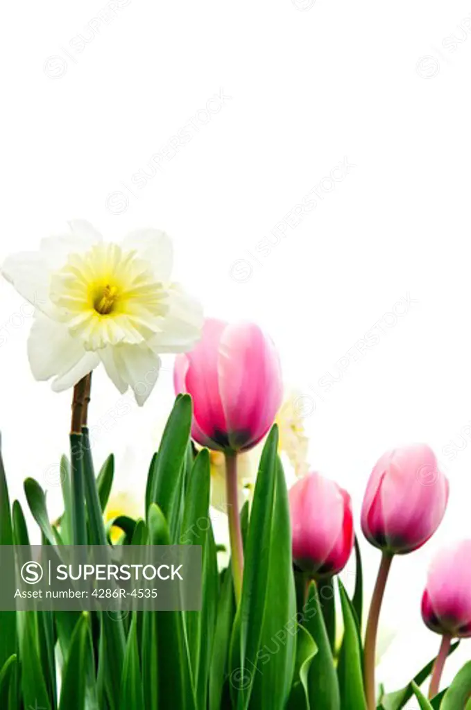 Tulips and daffodils isolated on white background, floral border