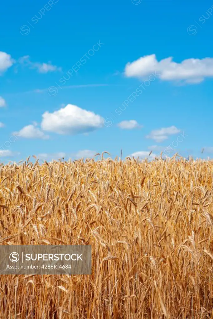 field of rye raedy for harvest with blue sky
