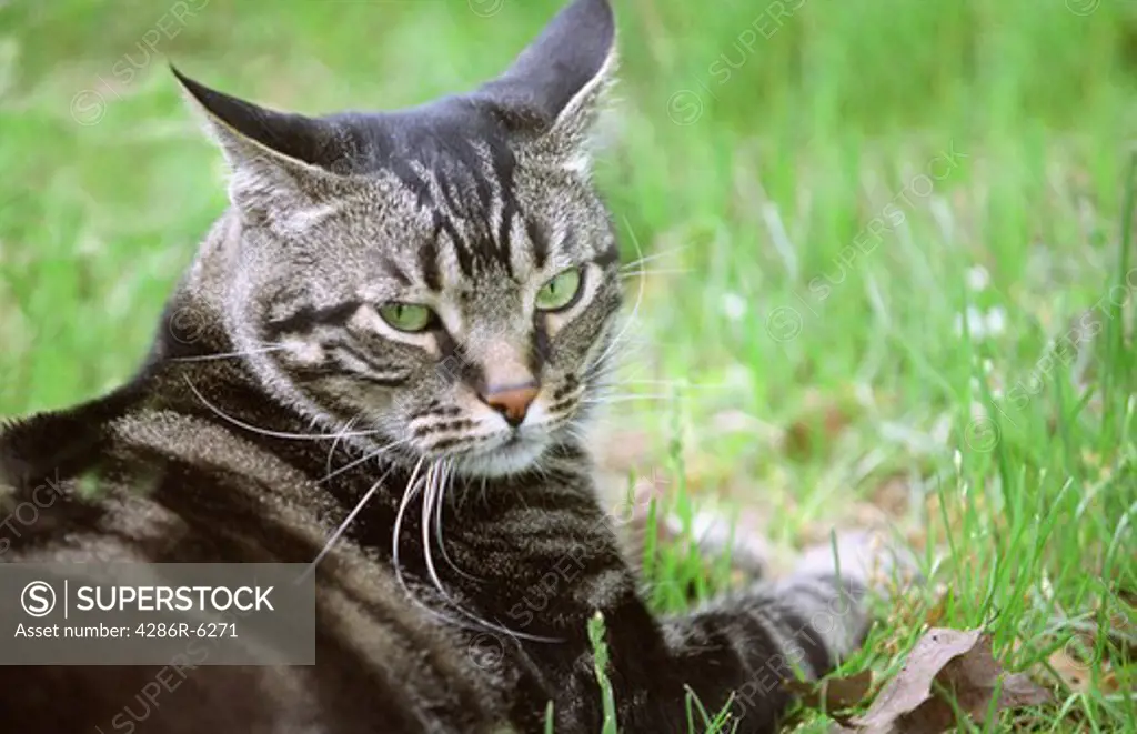 Close up of a male cat sitting in the grass.