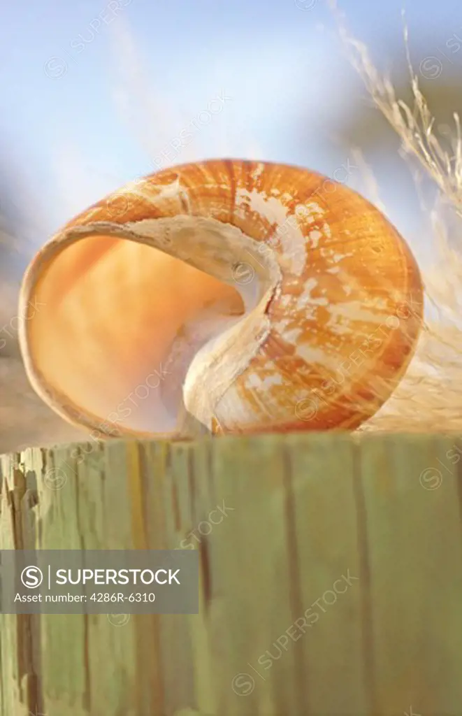 Still life of a shell atop a nautical post  surrounded by bright daylight and blue skies.