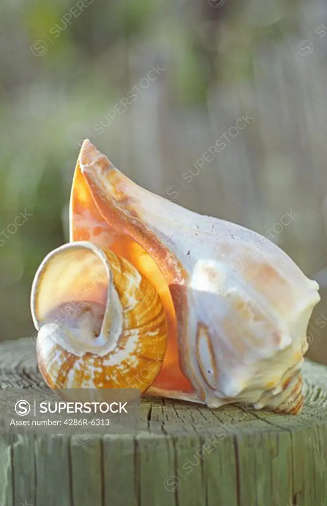 Still life of two shells atop a nautical post  surrounded by bright daylight and blue skies.