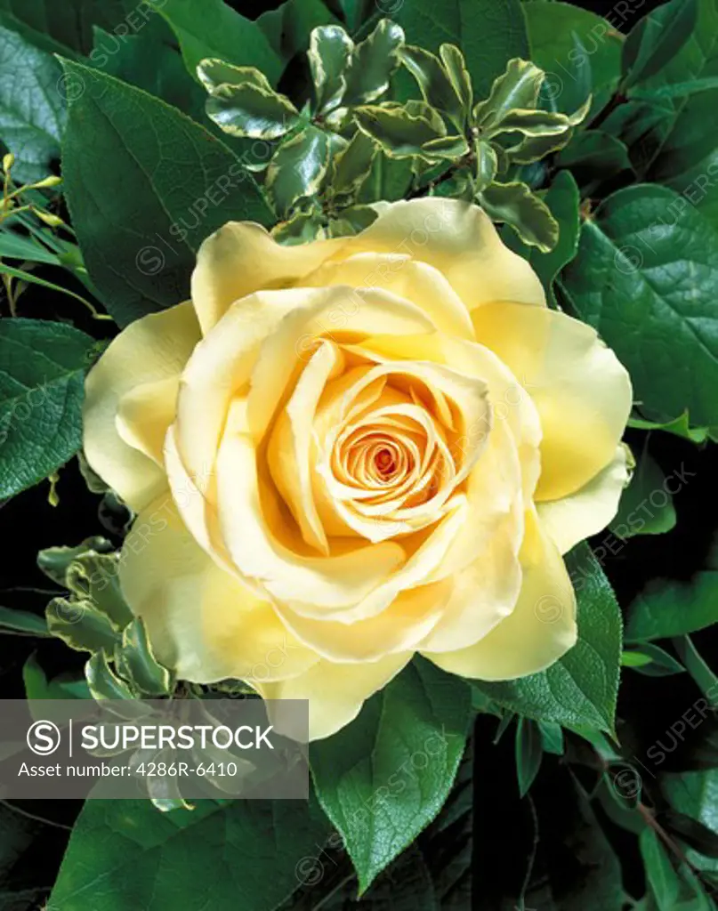 Close up of a pale yellow rose