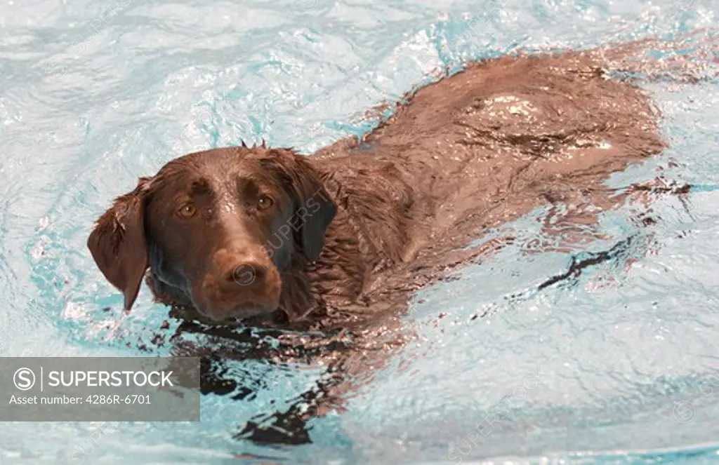 A chocolate lab dog swimming in a pool.