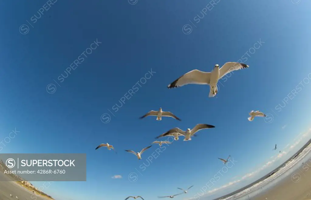 Sea gulls flying in a circle under a brilliant blue sky.