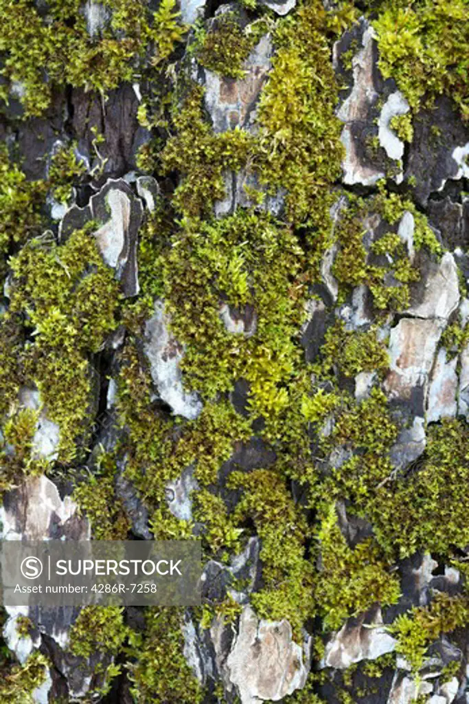 Mossy bark