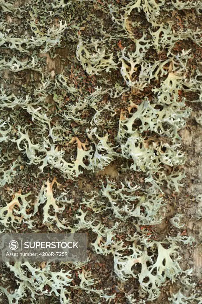 Lichen texture