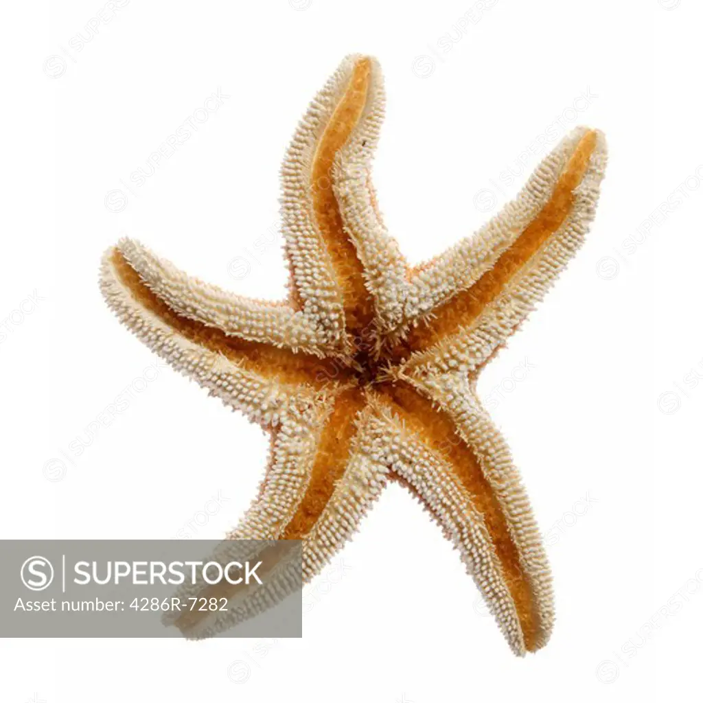 Underside of starfish
