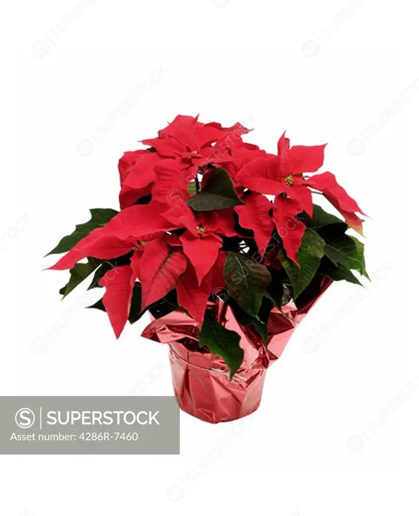 Potted poinsettia
