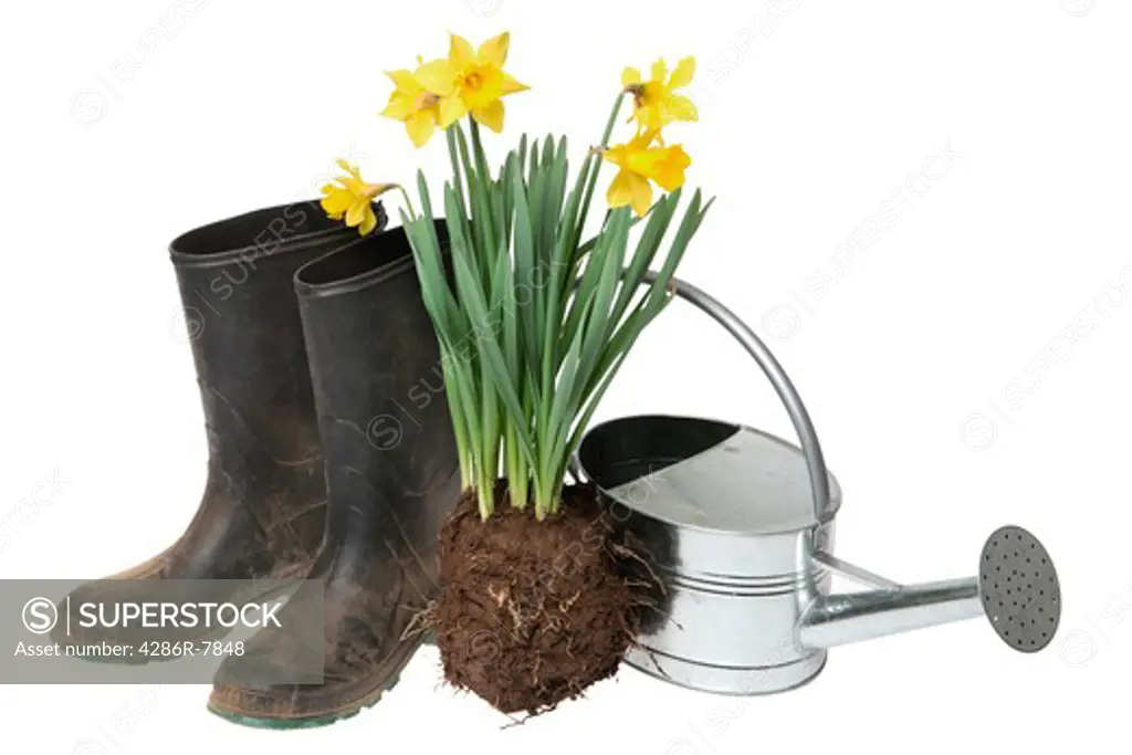 Gardening boots, daffodils and watering can