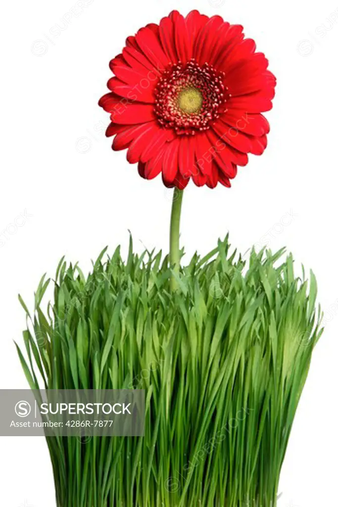 Red gerber daisy in grass