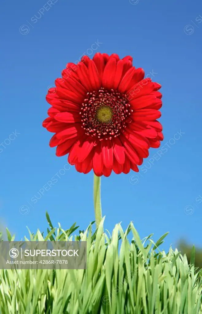 Red gerber daisy in grass