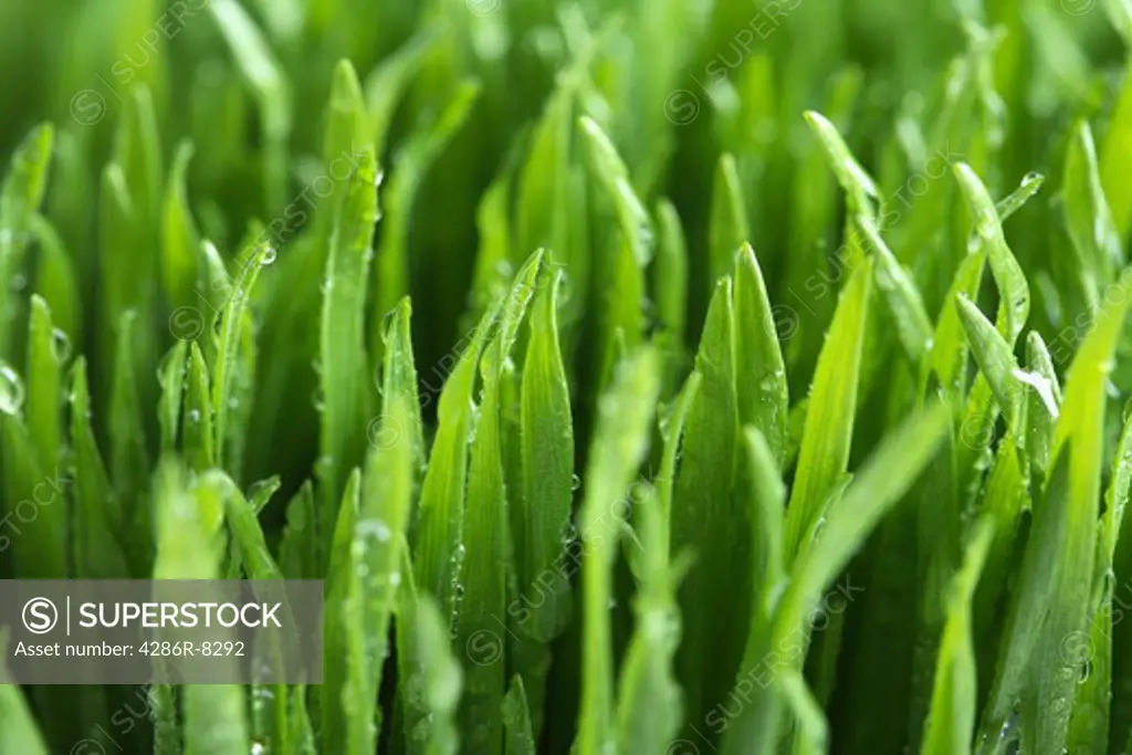 Wet Grass texture