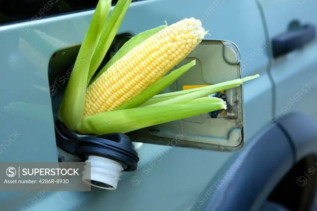 Corn sticking out of gas tank