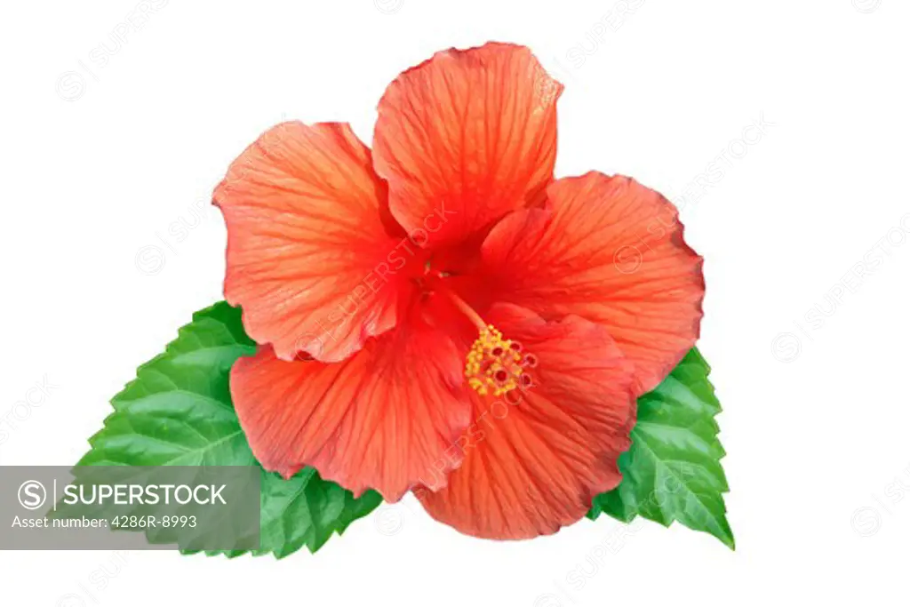 Hibiscus flower on white background