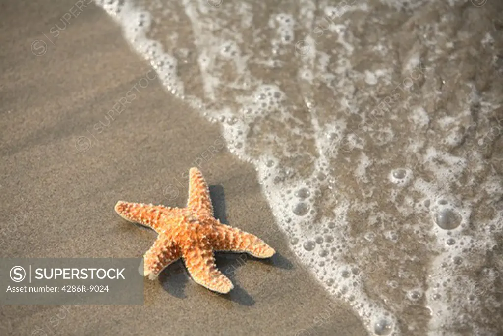 Starfish in the surf
