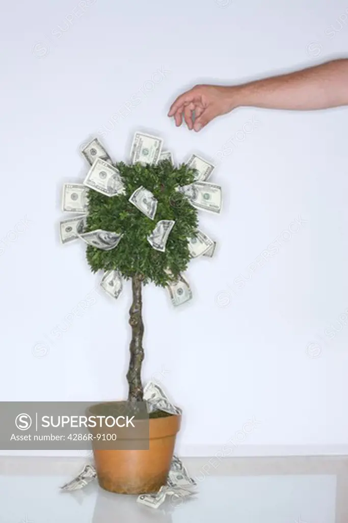 Money growing on tree with hand reaching to pick a dollar bill