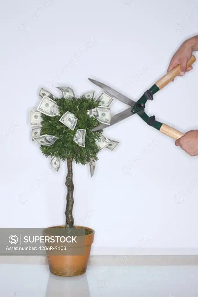 Money growing on a tree with clippers