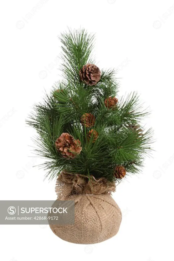 Small pine tree,cut out, isolated on white background