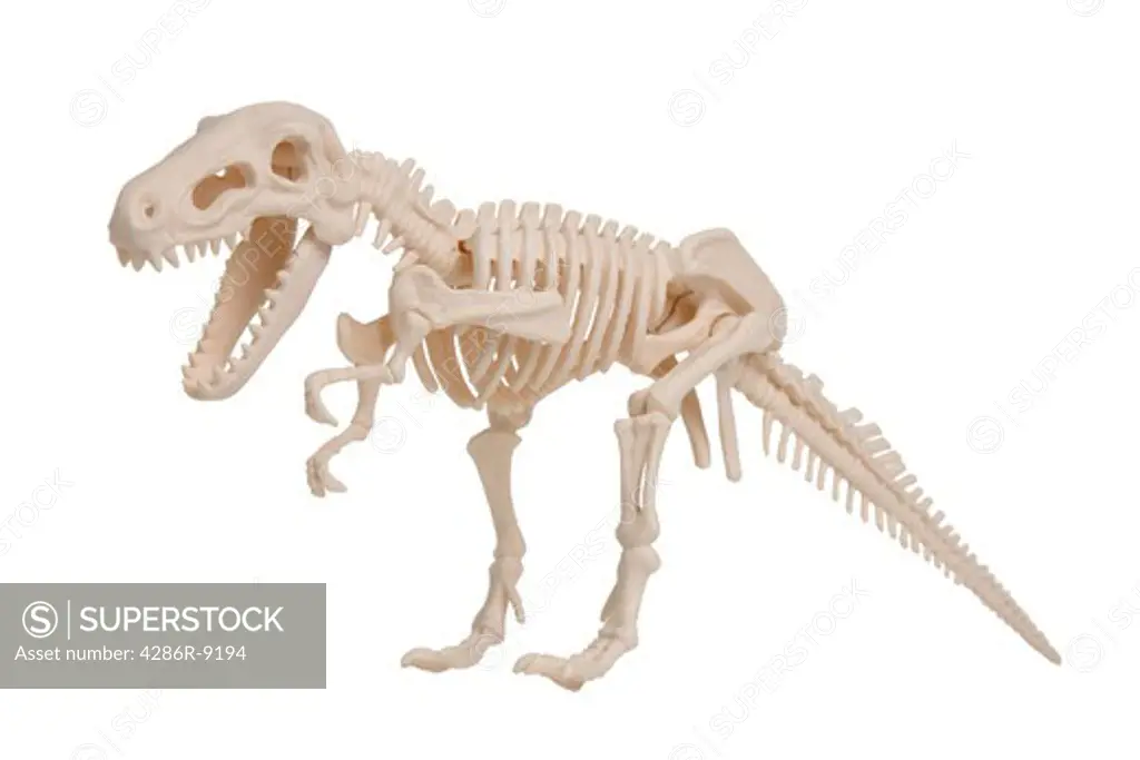 Dinosaur skeleton model, cut out on white background