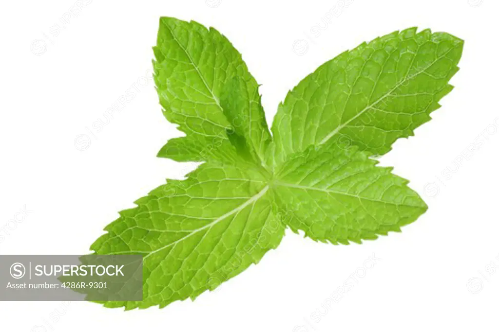 Sprig of mint, cutout, isolated on white background