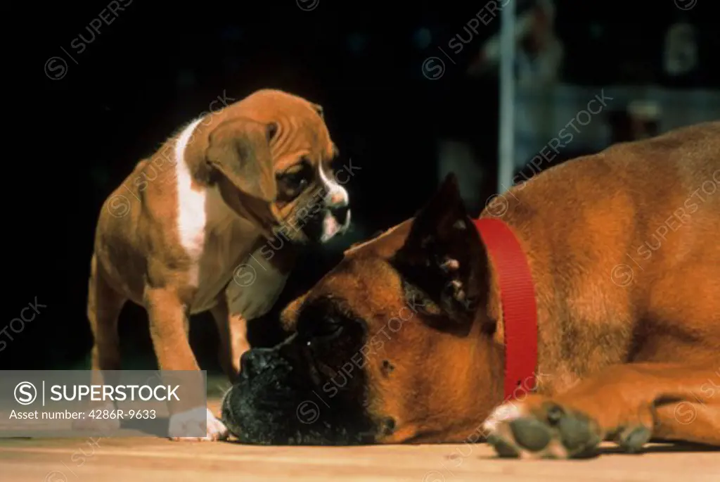 Large male Boxer dog laying down while his son, a puppy, looks at him.